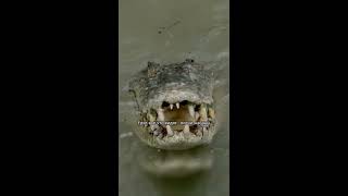 Гребнистый крокодил - машина уничтожения