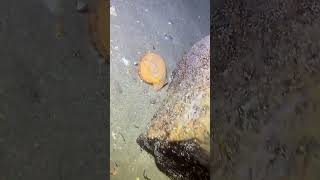I catching seafood on the seafloor-P1024-3.#fishing #ocean #deepsea #nature #beach