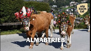preview picture of video 'Almabtrieb Reith im Alpbachtal in Tirol'