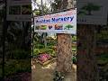 all plants 🪴 Avilable Mushtaq nursery malihabad Lucknow  #shortvideo #nursery #original #plants