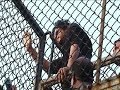 SRK S Driver Arrested For Raping Minor