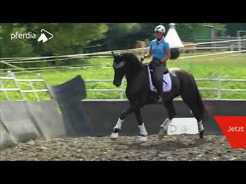 Arbeit mit jungen Pferden: Talent fördern & Ausdruck verbessern | Uta Gräf