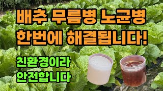 배추 무름병 무름병 원인 진딧물 청벌레 친환경 살충제 살균제 규산황 나방진 효과