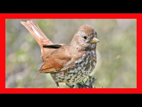 Strnádlik gaštanový (Passerella iliaca) — správanie, biotop a hlas