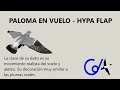 Video: PALOMA EN VUELO - STEP FLAP