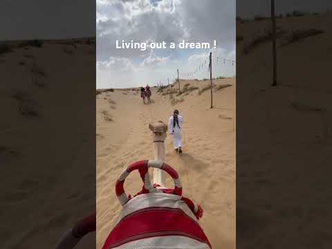 Camel Ride Dubai ! #dubai #davidwarner #dream #camel