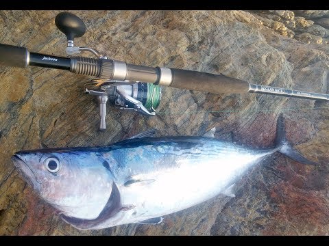 Yazılı Orkinos Avı Shore Jigging for Little Tunny - Live Strike
