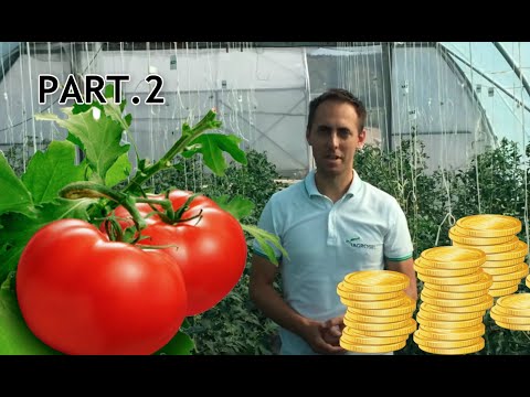 , title : 'Sfaturi practice pentru o cultura profitabila de tomate  - partea 2'