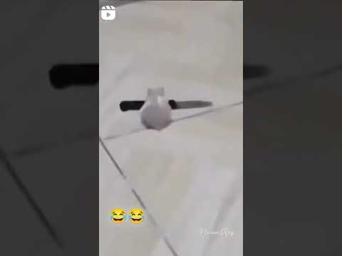 meme revenge by @novee_nroy143 instagram dank memes