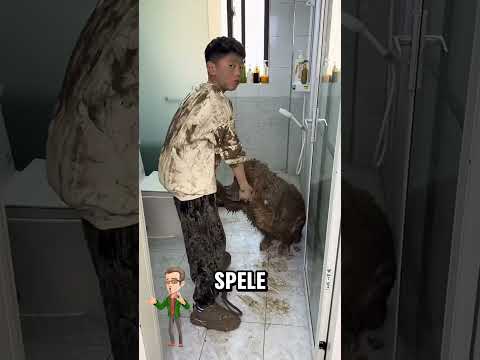 a adus cainele murdar in casa