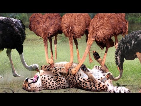 CHEETAH GETS WHAT IT DESERVES - 6 TIMES THE CHEETAH GETS WHAT IT DESERVES