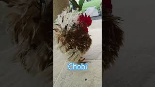 Chobi the little Chabo #鶏 #癒し #動物