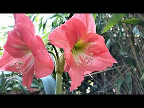 Azucena de Río flower