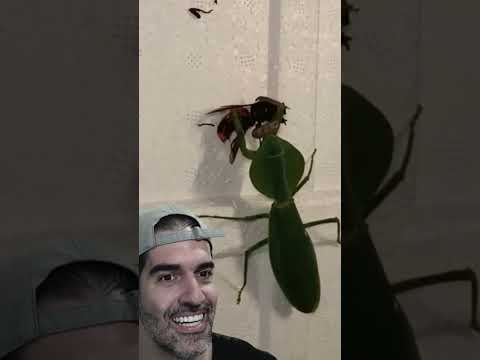 Louva-a-Deus vs Vespa-Mandarina. Quem leva essa? | Pidobiologia