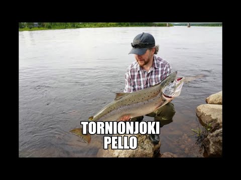 Kalastus. Lohensoutua Tornionjoella.