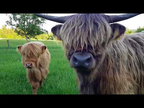 , title : 'Шотландская порода коров хайленд'