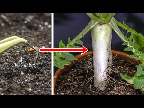 Daikon Radish Growing From Seed Time Lapse (60 Days)
