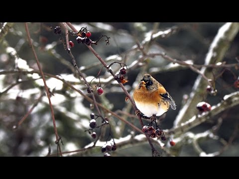Pinzón real ( Fringilla montifringilla ) Brambli