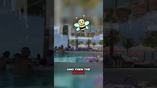 Bee issue update from Carnival's Celebration Key including Pearl Cove + What’s Being Done!