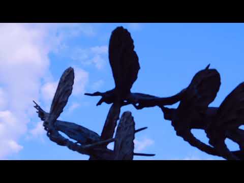 Tiszáról gyermekeknek – Szeged – A tiszavirág