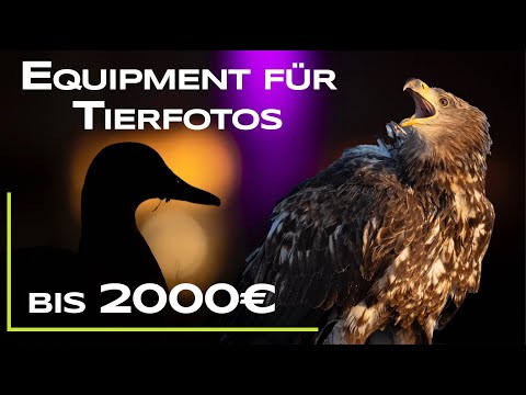 Camera + lens for wildlife photography under 2000€ (Canon only) with @FabianFoppNaturfotografie
