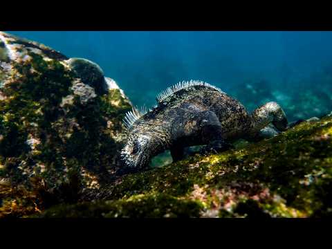 Marine Iguanas: The Swimming Reptiles Who Dive for Dinner