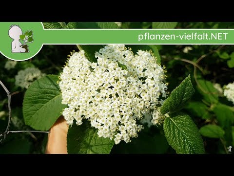 Wolliger Schneeball - Blüte/Blüten - 23.04.18 (Viburnum lantana) - heimische Bäume bestimmen