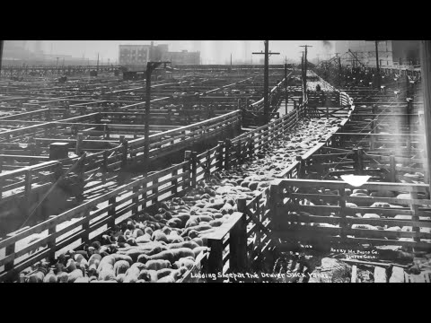 DENVER - History of the Railroad and the Denver Union Stockyards - Charles Albi