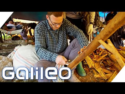Cinnamon harvest in the jungles of Indonesia | Galileo | ProSieben