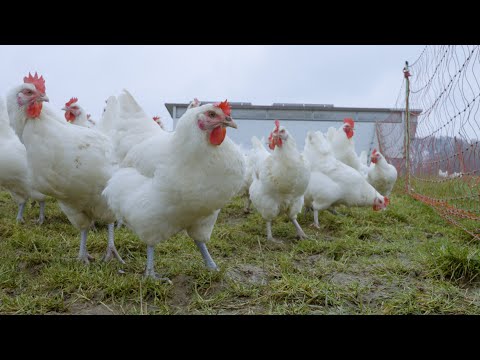 Rundgang auf dem Biohof Meyer-Arend Teil 2 : Hühner
