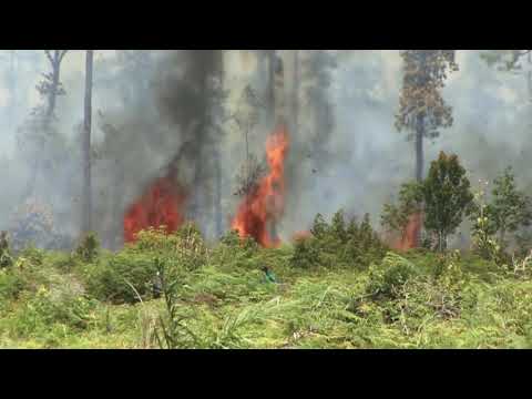 Priče s Istoka 231 - Prokletstvo palminog ulja - Subota 17:05