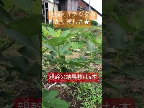 つるイチジク 植物