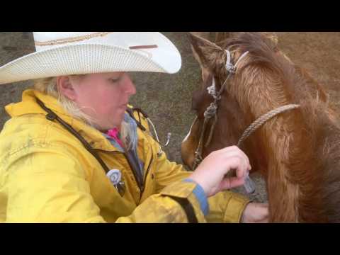 GFLCD LuJean Waters- The Veterinarian