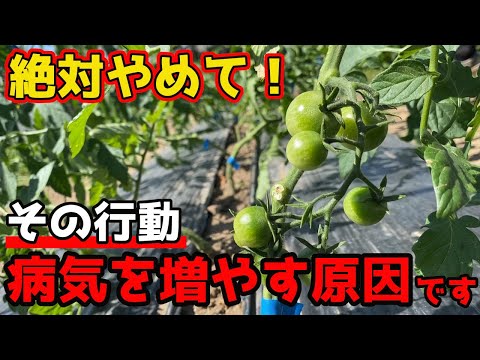 トマトの一般的な病気シート 予防方法 治療法を認識する