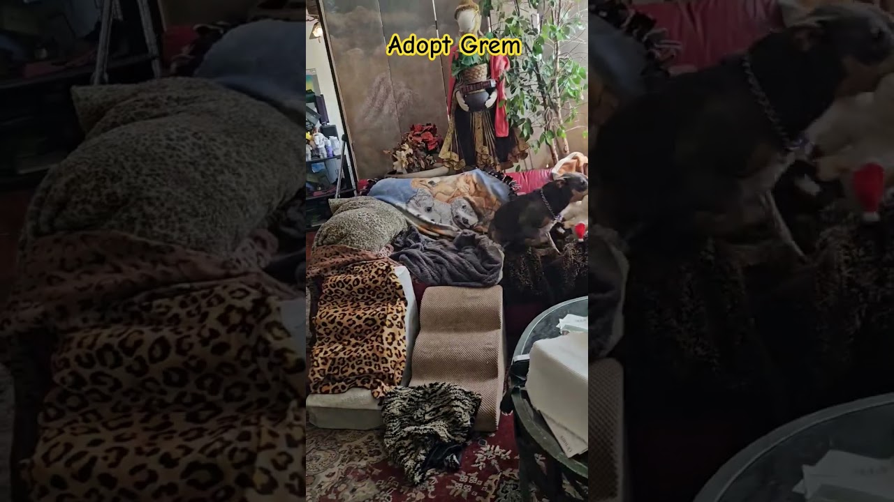 Enlarge Grem Gremithy #GremlinDog, an adoptable mixed breed in Huntington Beach, CA video 3/3
