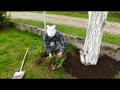 Co rośnie pod orzechem włoskim? Kosaćcom bródkowym juglon nie przeszkadza.