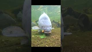 Download lagu YES OR NO? ;-) mp3 Download lagu YES OR NO? ;-) mp3