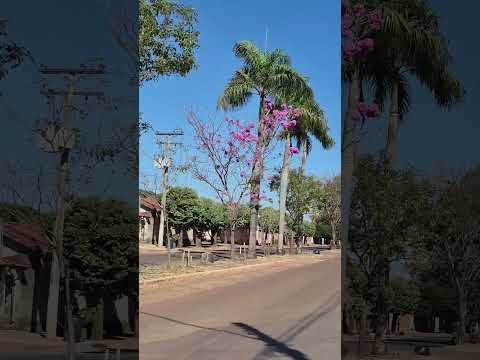 🌸 O Ipê-roxo voltou a dar um verdadeiro espetáculo na Avenida Goianinha, em Palmeiras de Goiás!