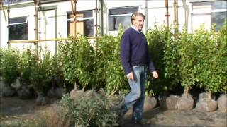 preview picture of video 'Hylands Nursery Griselinia Stock Overview October 2011'