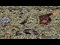 Spongecry Avi Verse From Squidwards Suicide Vs Dead Bart 2