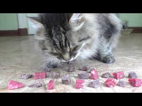 [REUPLOAD] Raw or boiled beef meat - What does the cat like to eat