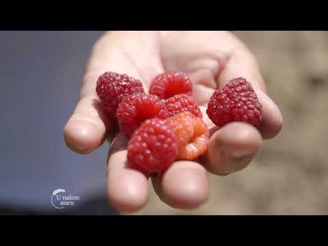 AgroInfo karavan u organizaciji NALED-a - U nasem ataru 873