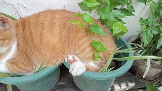 Funny Animal Compilation – Even a Bat Joins the Fun!