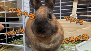 うちのウサギがあの伝説の芸を・・・！？