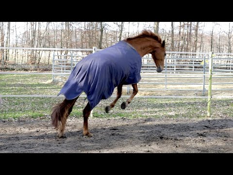 Stute steigt bei Zügelaufnahme - Bösartiges Verhalten oder Schmerzen der Grund?
