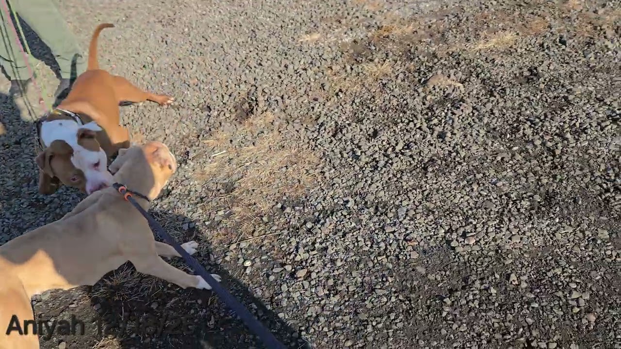 Aniyah, an adopted Pit Bull Terrier in Trenton, NJ video 3/3