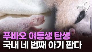 "푸바오 여동생이 태어났어요"…국내 네 번째 아기 판다 탄생 [뉴스9]