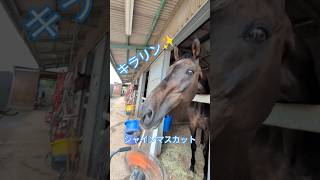 【初めてのシャインマスカット】 #animalshorts #horse #動物 #かわいい #可愛い #癒し #pippachannel #クロノス #馬 #animals