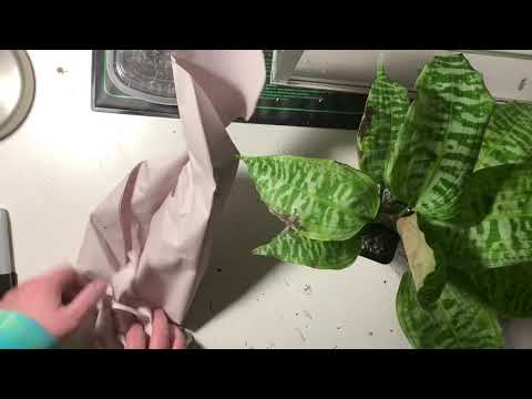 NSE Tropicals Houseplant Unboxing