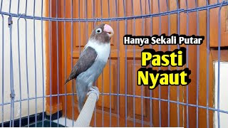 Download lagu Lovebird Ngekek Panjang ISTIMEWA Buat Pancingan, Suaranya Jadikan Lovebird GACOR RAJIN BUNYI mp3